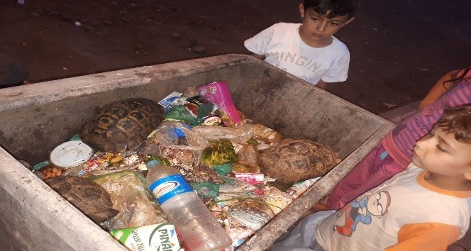 Çöpe konteynerine atılan 3 kaplumbağa kurtarıldı