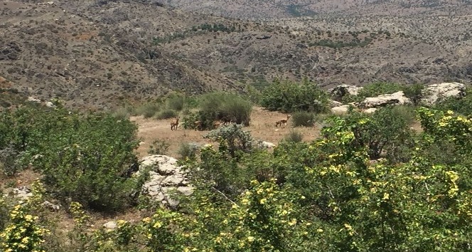 Dağ keçileri yavrularıyla birlikte görüntülendi