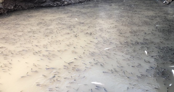Baraj önünde sıkışan balıklar havasızlıktan telef oluyor