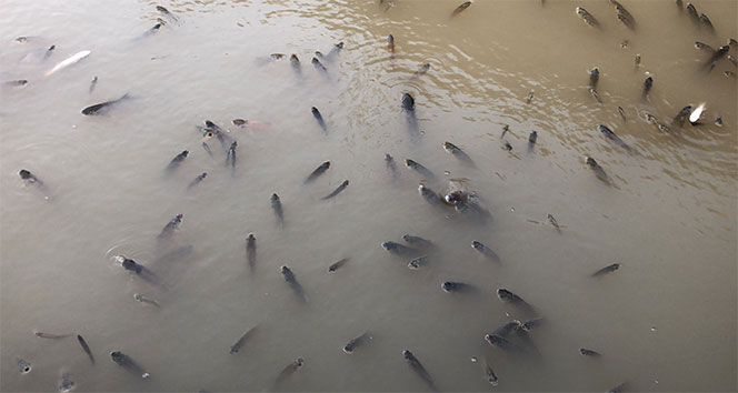 On binlerce balık havasızlıktan telef oluyor