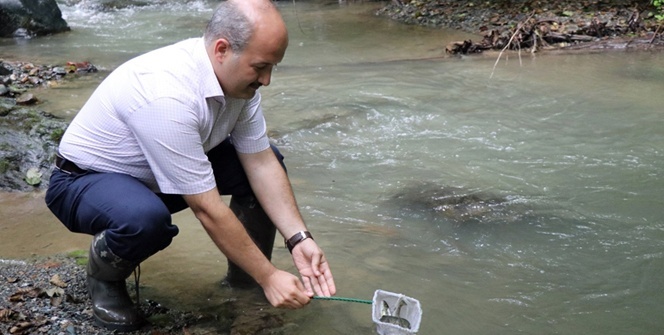 Nesli tükenme tehlikesi altında! Böyle bırakıldılar...