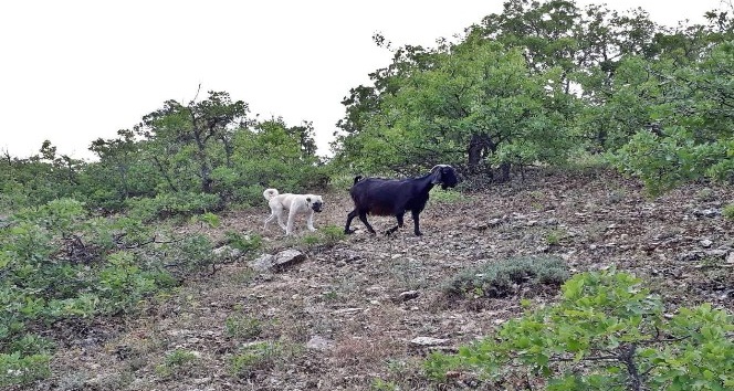 Yavru kangal, kaybolan keçileri bulup sahibine teslim etti