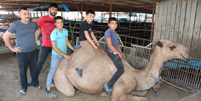 Kurbanlık devenin fiyatı şaşırtıyor!