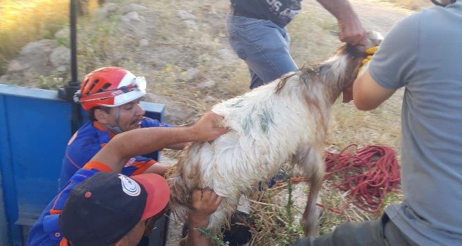Sulama kanalına düşen keçi AFAD tarafından kurtarıldı