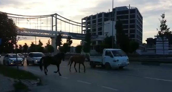 Bursa&#039;da başı boş atlar trafiği tehlikeye soktu
