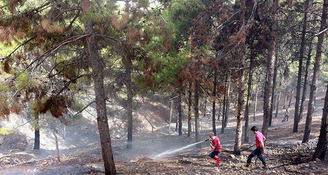 Ormanlık alan iki haftada 10 defa yandı