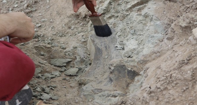 Çankırı’da omurgalı fosil kazıları başladı