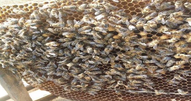 Arıların sıcak hava ile mücadelesi