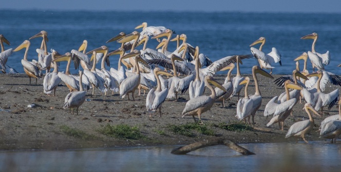 Longozdaki sonbahar göçü fotoğraflara böyle yansıdı