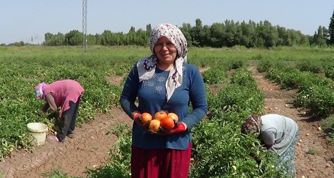 Iğdır’da ’süper domates’ hasadı başladı