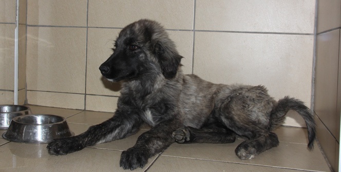 Vicdansız sürücünün çarpıp bıraktığı köpek tedavi ediliyor