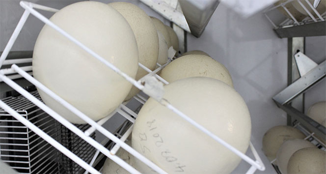 1,5 ayda yumurtadan çıkıyor, tanesi 500 liradan alıcı buluyor