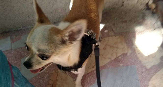 İnternetten tanıştığı şahsa köpeğini emanet eden 13 yaşındaki genç hastanelik oldu