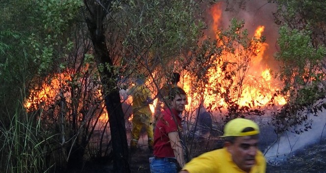 Siirt’te 3 gündür süren orman yangını, güçlükle söndürüldü
