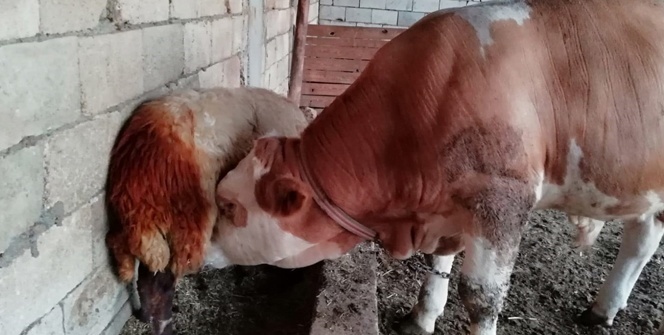 Hırsızlıktan şüphelendi gördüklerine inanamadı