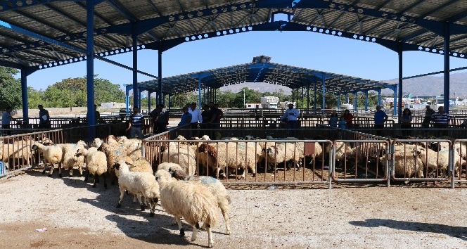 Erzincan’da genç çiftçiler koyunlarına kavuştu