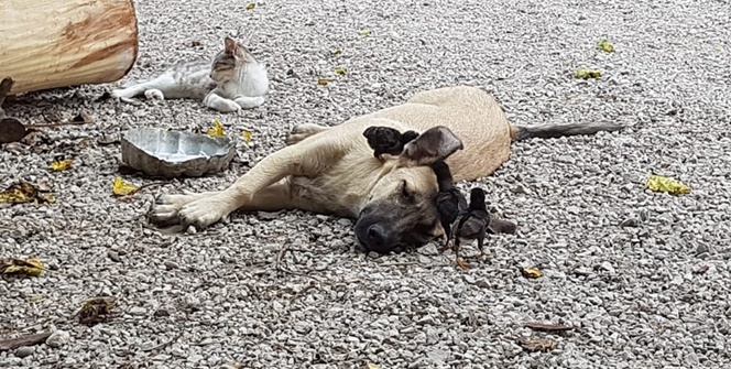 Annesiz kalan civcivlere evin köpeği bakıyor
