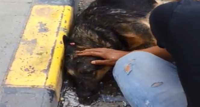 Sıcaktan bayılan köpek suyla hayata döndü