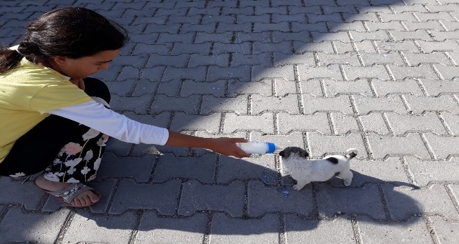 Sokakta bulduğu yavru köpeği biberon ile besliyor