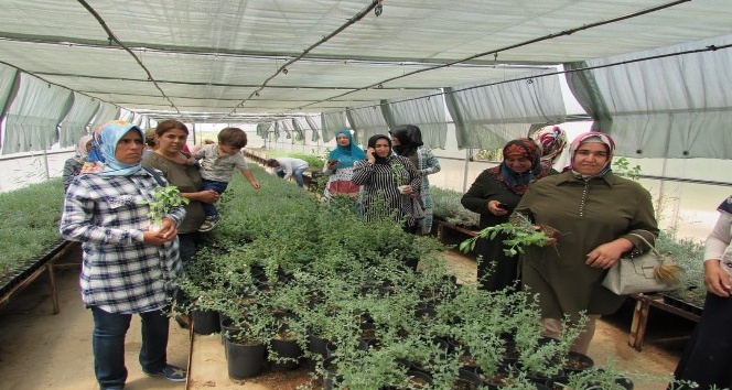 Kilis Lavanta ile buluşuyor