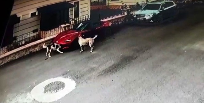 Paramparça ettiler! Her şey güvenlik kamerasında ortaya çıktı