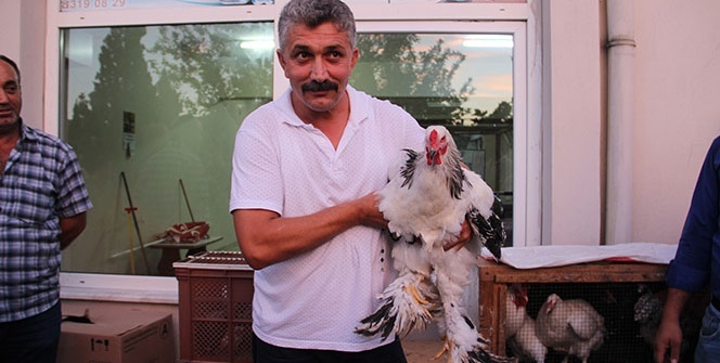 Bu tavuklar rekor fiyata satılıyor!