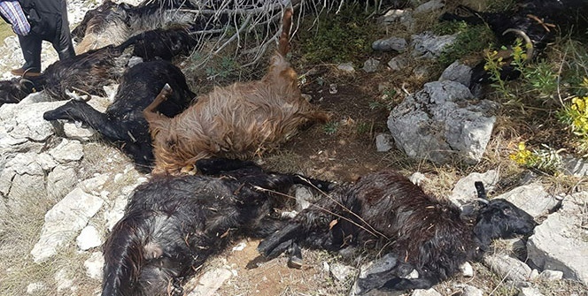 Şoke eden görüntü! Bu halde buldu