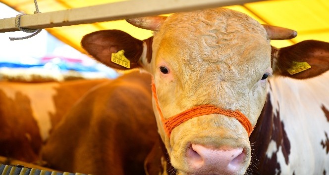 Beylikdüzü’nde kurbanlık satışları başladı