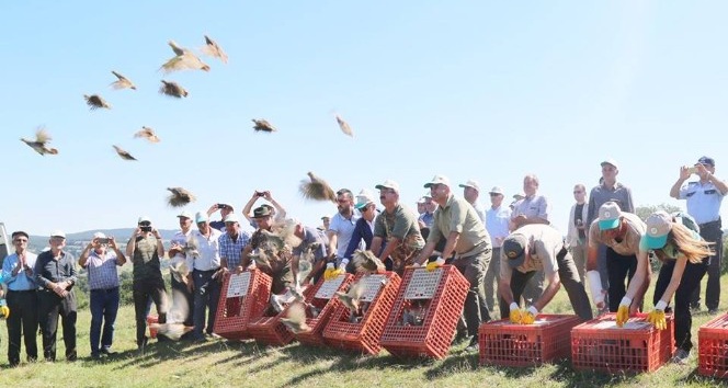Kırklareli’nde 2 bin adet keklik doğaya bırakıldı
