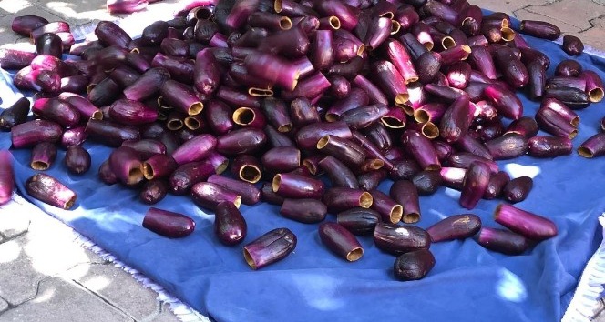 Kilis’te kurutmalık patlıcanlar oyulmaya başlandı