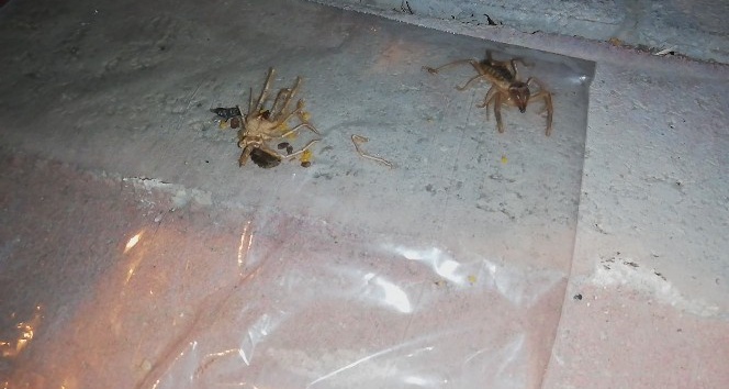 Ereğli’de vatandaşları et yiyen ’Sarıkız’ örümceği korkusu sardı