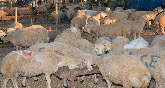 Osmaniye’de kurban satış fiyatları belirlendi