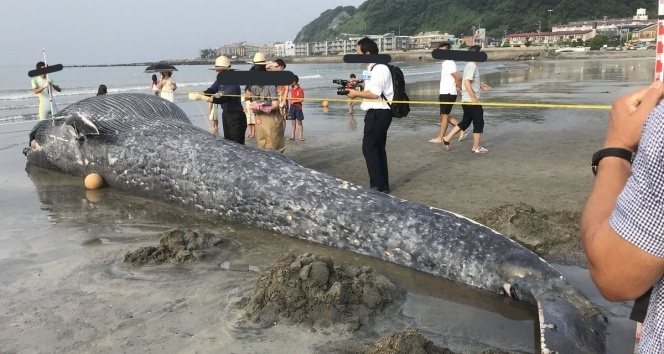 Ölü dev mavi balina Japonya sahillerine vurdu