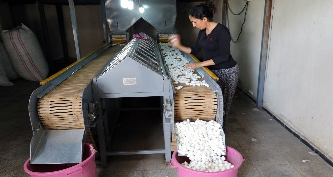 (Özel) İpek üretiminin başkenti Diyarbakır