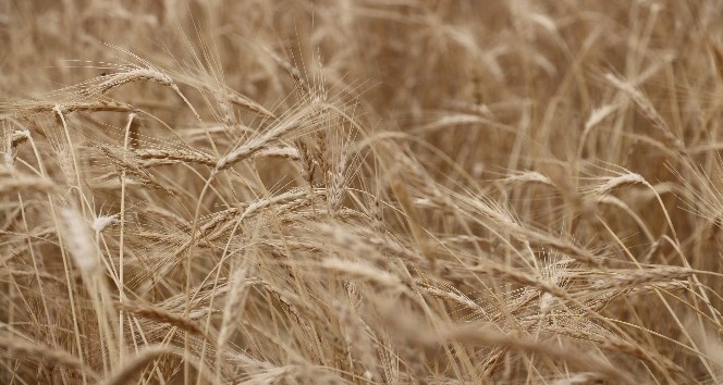 2 bin yıllık ata tohumu buğday verdi