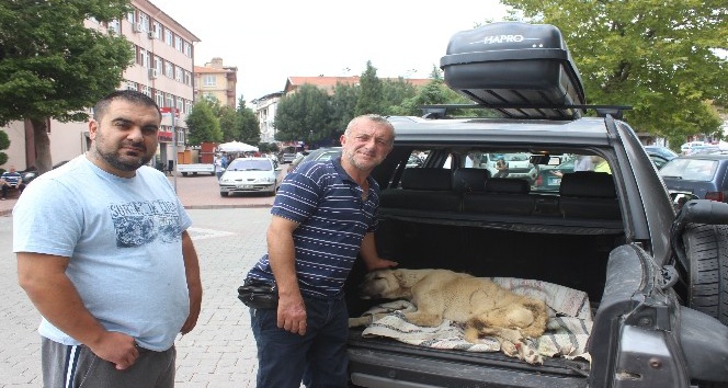 Boz ayının saldırısına uğrayan köpek Bursa’ya götürüldü