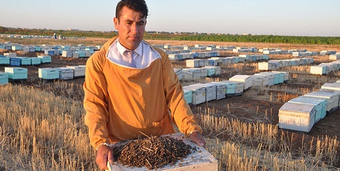 Şoke eden görüntü! Bir haftada milyonlarcası öldü