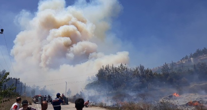 Bursa’da orman yangını