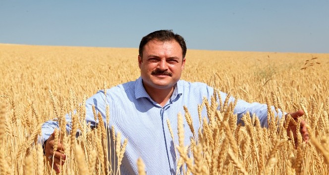 Bitlis’te buğday hasadı başladı