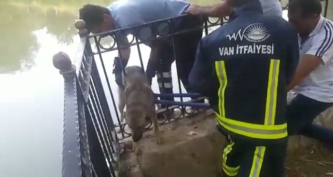İtfaiyeden köpek kurtarma operasyonu