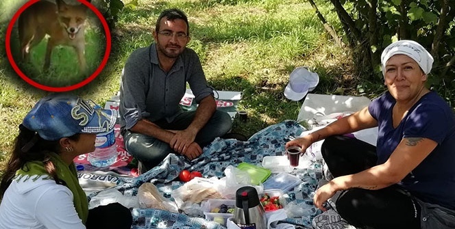 Karşılarında tilkiyi görünce bakın ne yaptılar!