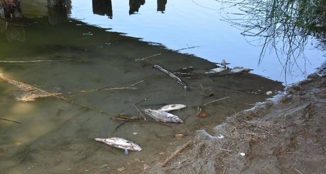 Sinop’taki balık ölümlerinin sebebi belli oldu