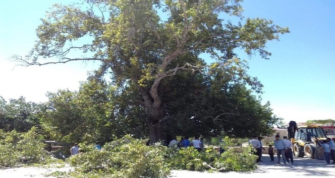 Tescilli anıt ağacın dalı kırıldı
