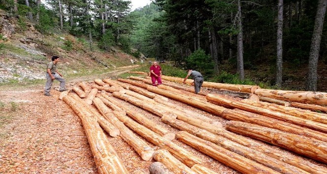 Köylüler 70 hektar orman sahasında üretim gerçekleştirdi