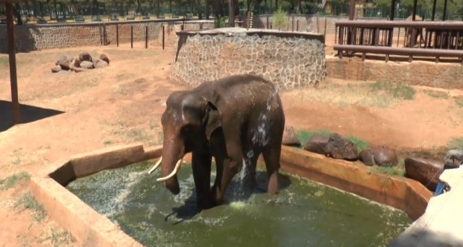 (Özel Haber) Sıcaktan etkilenen 5 tonluk filler tazyikli suyla serinletiliyor