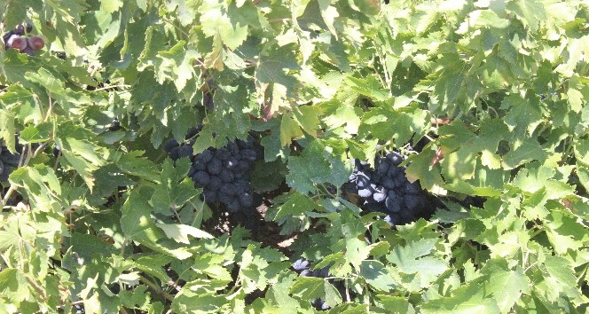 Kilis Karası üzümler kurutulmaya başlandı