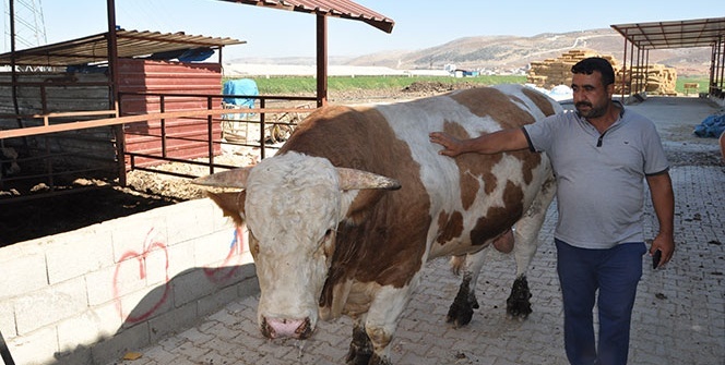 Tam 1 ton 700 kilo ağırlığında! Fiyatı ise...