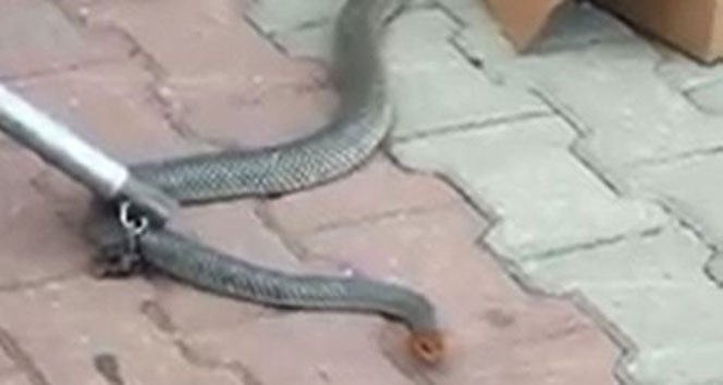 İki metrelik yılan fabrikada dehşet saçtı