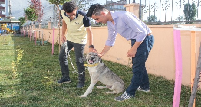 Ölüme terk edilen köpek, engellilerin ‘Dost’u oldu