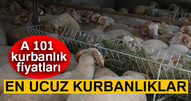 EN UCUZ kurbanlık nerede ve fiyatları nedir? A 101 Migros Carrefour kurban fiyatları